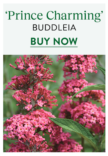 Buddelia, Prince Charming