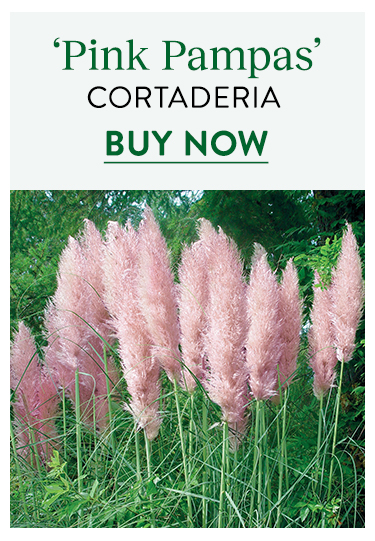 Coreaderia, Pink Pampas