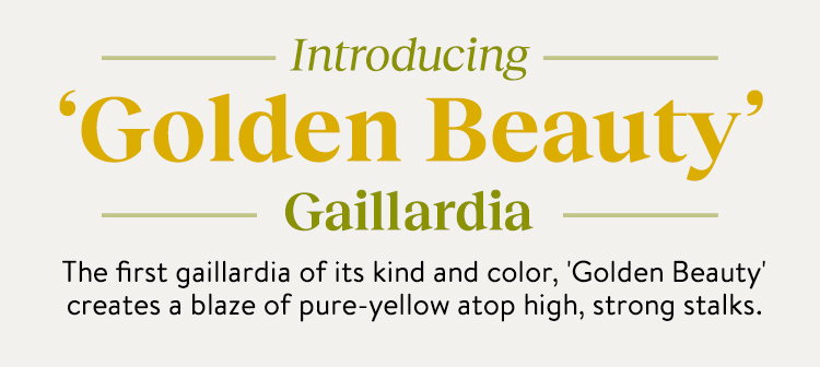 Gaillardia, Golden Beauty