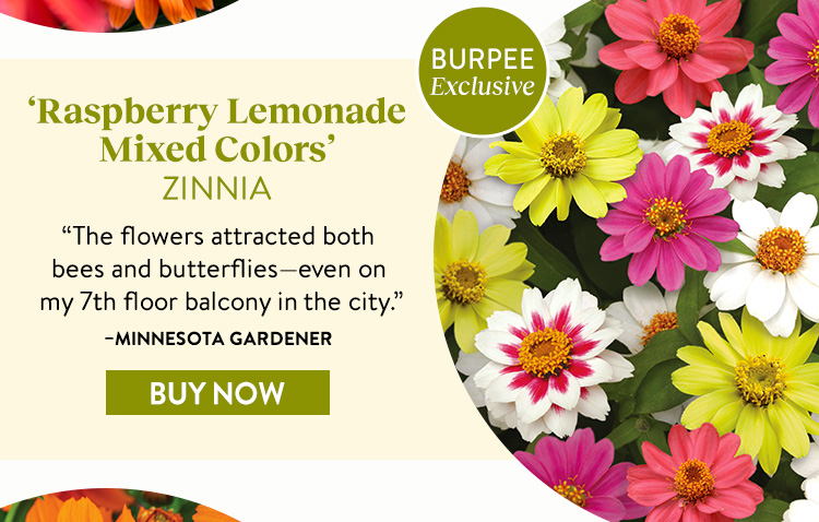 Zinnia, Raspberry Lemonade Mix