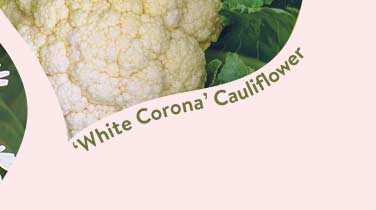 Cauliflower Seeds & Plants