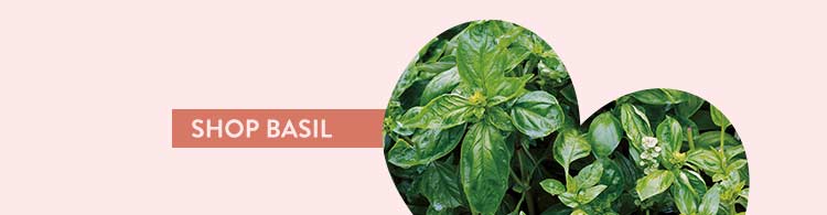 Basil Seeds & Plants  SHOP BASIL 