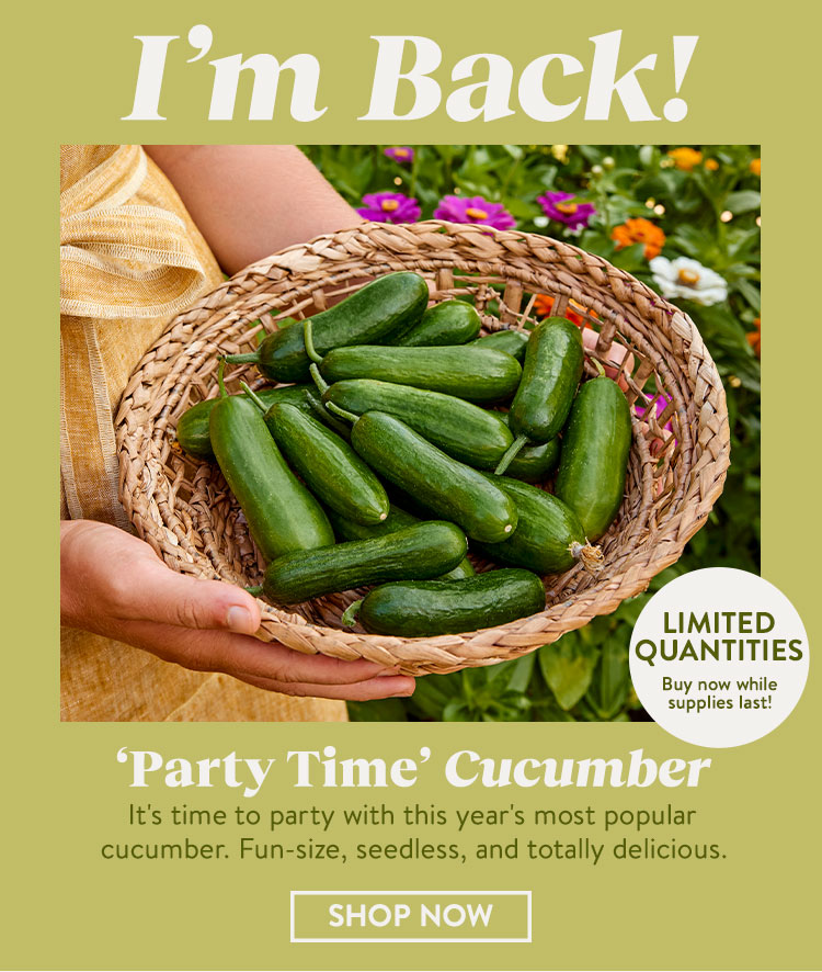 Cucumber, Mini, Party Time Hybrid - Burpee