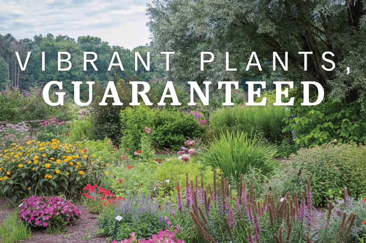 Vibrant plants guaranteed