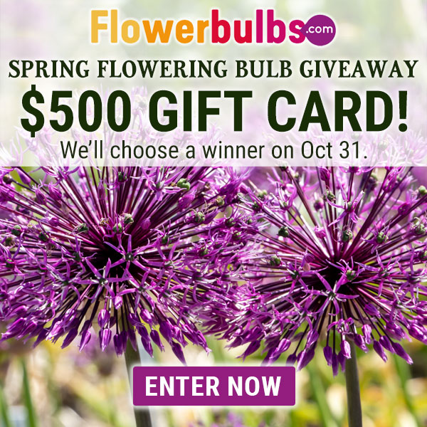 Spring Flowering Bulb Giveaway