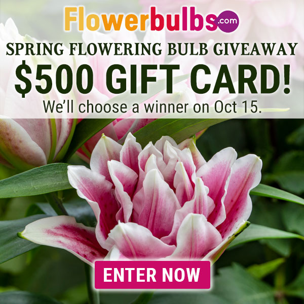 Spring Flowering Bulb Giveaway
