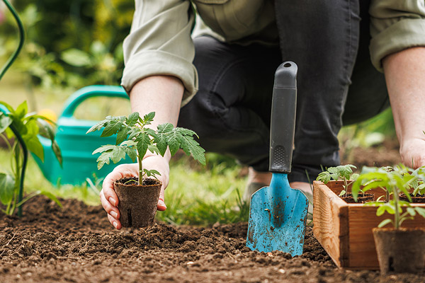 Person planting tomato seedlings in the ground