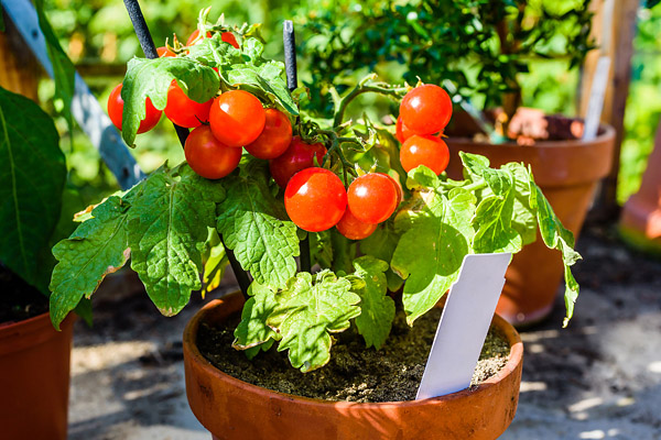 Cherry Tomatoes in a Pot