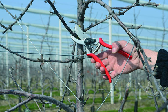 Felco pruners