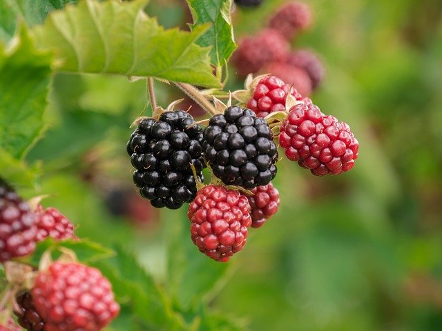 Blackberries and raspberries