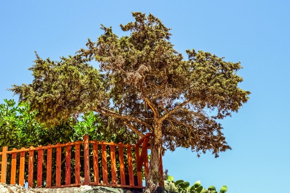 Juniper tree on sunny day