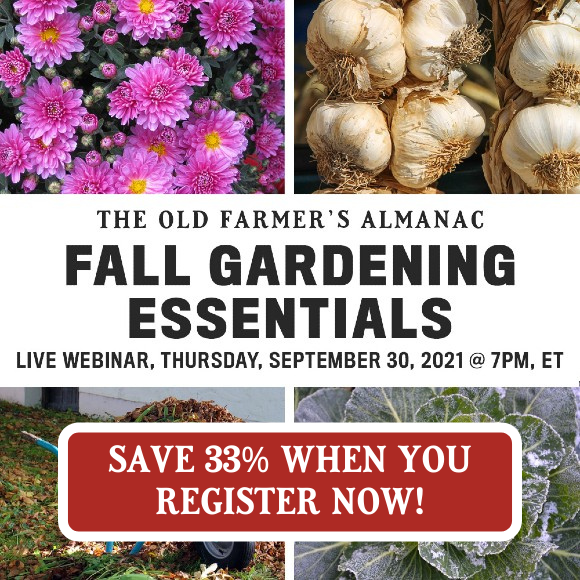 The Old Farmer's Almanac Fall Gardening Essentials Live Webinar, Thursday, September 30, 2021 @7PM, ET. Save 33% when you register now!