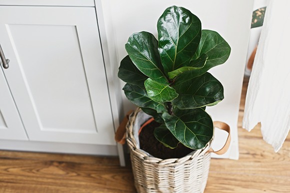 Indoor Tree