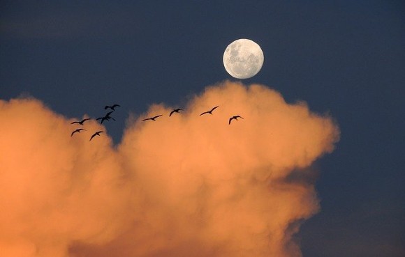 Moon in the sky with birds