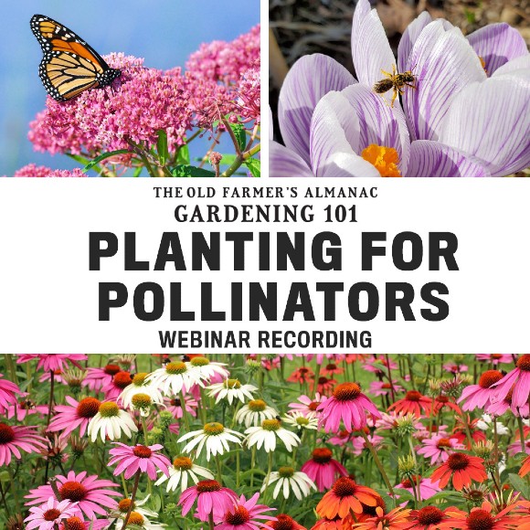 The Old Farmer's Almanac Gardening 101: Planting for Pollinators Webinar Recording