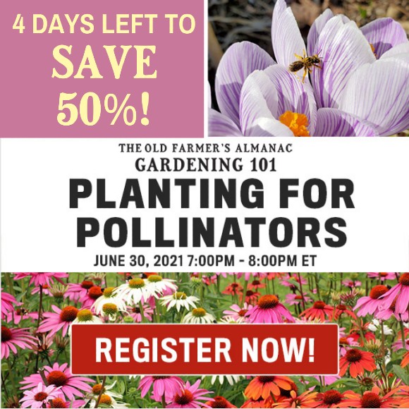 The Old Farmer's Almanac Gardening 101 Planting for Pollinators Webinar: June 30, 2021 7:00PM - 8:00PM ET: 4 Days Left to Save 50%! Register Now!