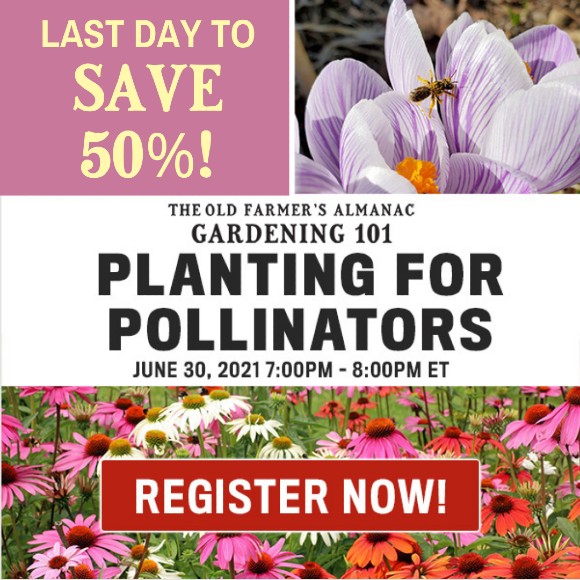 The Old Farmer's Almanac Gardening 101 Planting for Pollinators Webinar: June 30, 2021 7:00PM - 8:00PM ET: Last Day to Save 50%! Register Now!