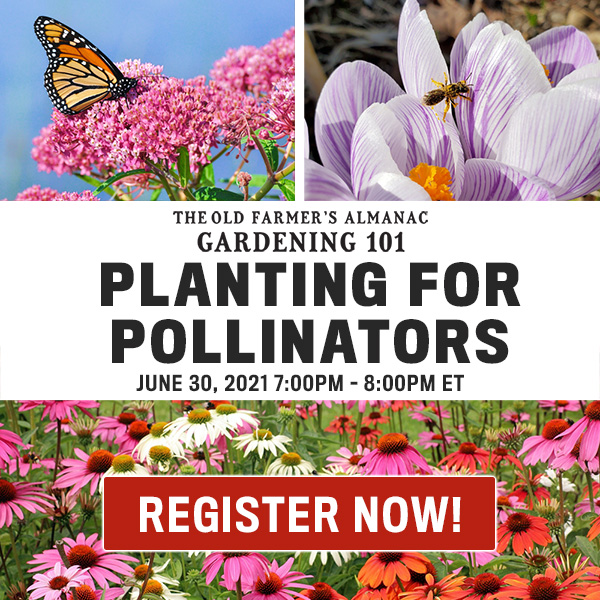 The Old Farmer's Almanac Gardening 101 Planting for Pollinators: June 30, 2021 7:00PM - 8:00PM ET