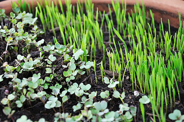 A garden with small green sprouts