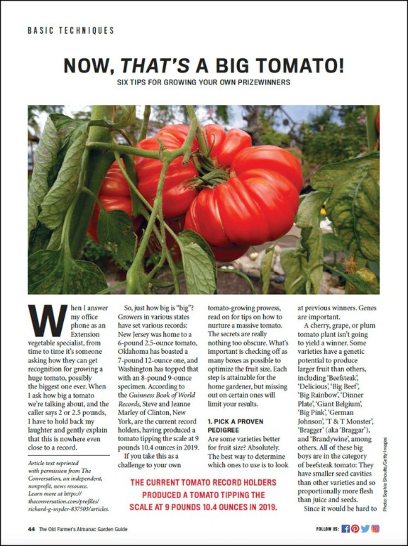 Now, that's a big tomato! Garden Guide article