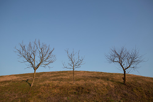 Three barren trees standing on a hill with a blue sky in the background
