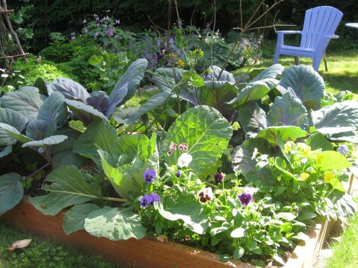 A garden full of swiss chard and some flowers