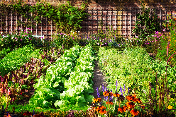 Rows of green leafy veggies in a garden in front of a brick wall