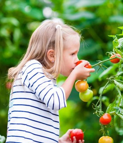 Little girl holding tomatoes