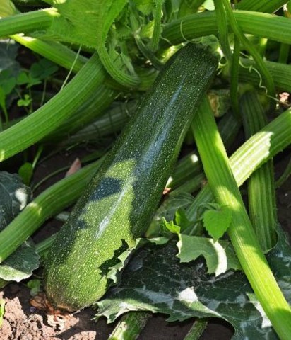 Zucchini