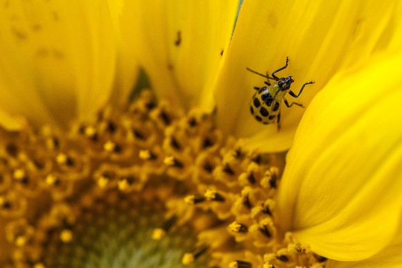 Cucumber beetle on sunflower
