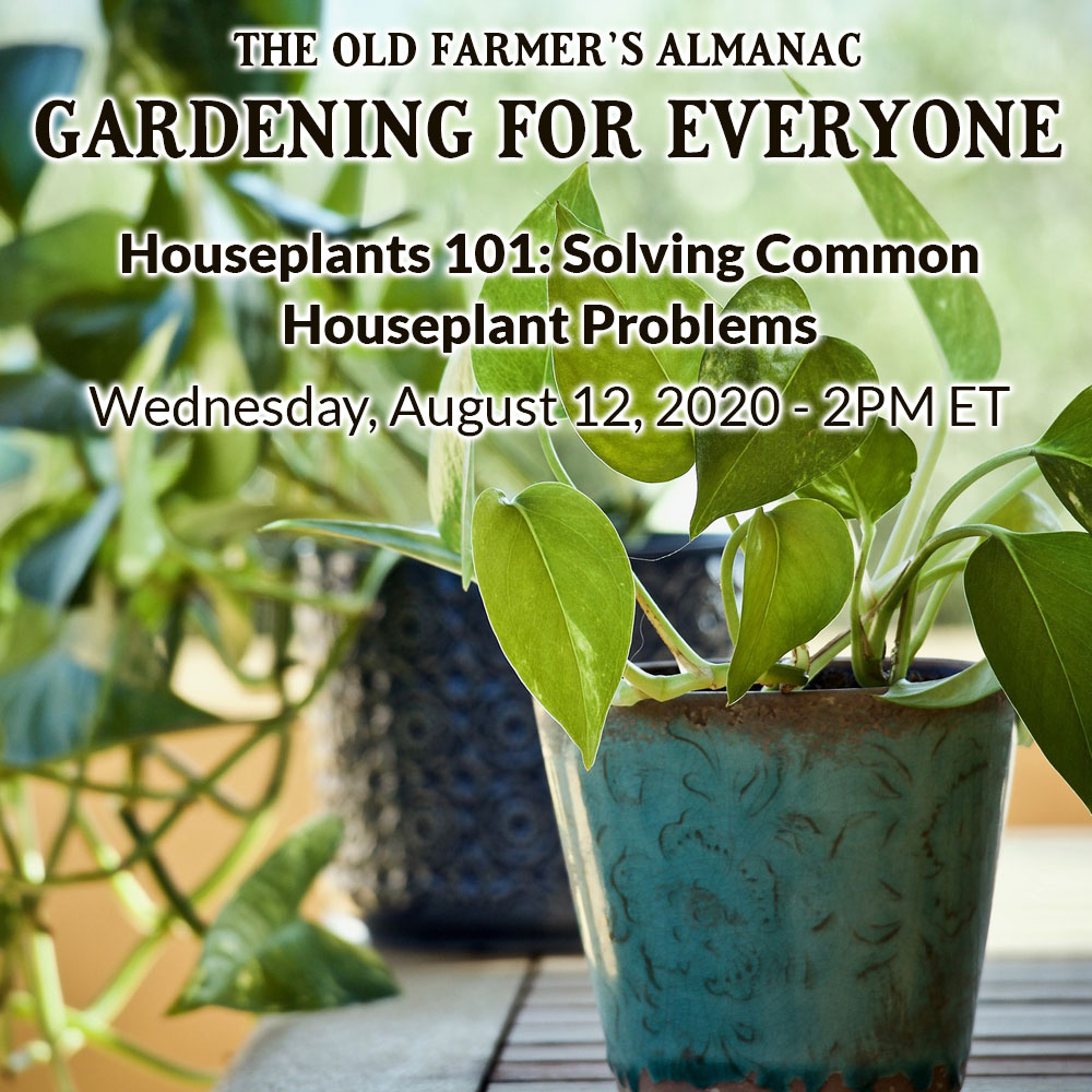 Houseplants 101: Solving Common Houseplant Problems