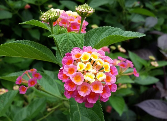 Lantana