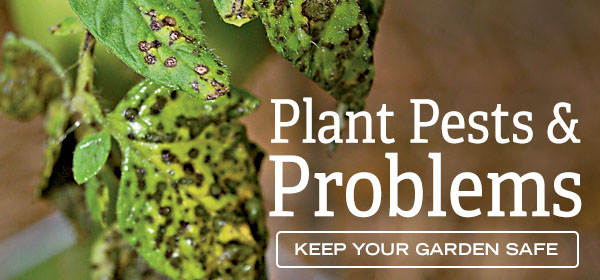 Plant Pests & Problems - Keep Your Garden Safe