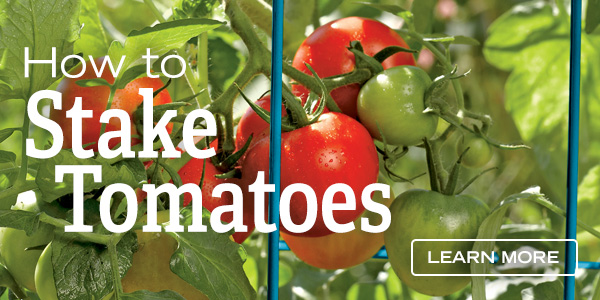 How to Stake Tomatoes - Learn More