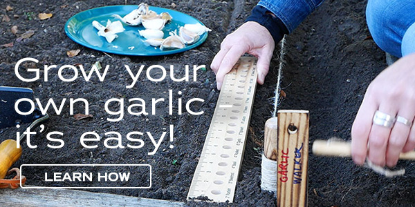 Grow your own garlic, it's easy! Learn How