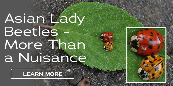 Asian Lady Beetles - More than a Nuisance - Learn More