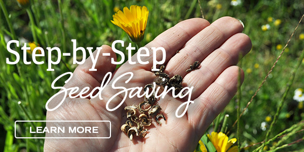 Step-by-step Seed Saving - Learn More