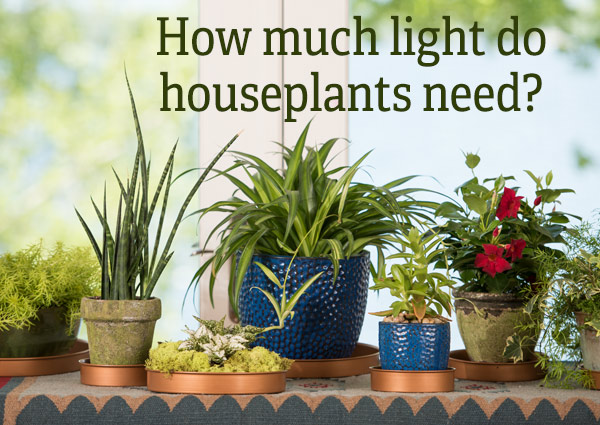 How much light to houseplants need?