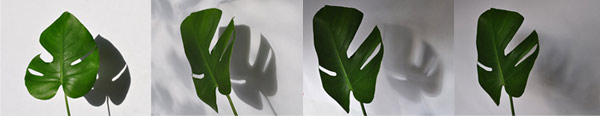 Side by side photos of a monstera leaf in direct light, filtered light, indirect light, and shade.