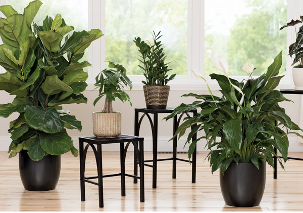 A variety of large and small houseplants, situated on the floor and on plant stands, in a brightly lit room.