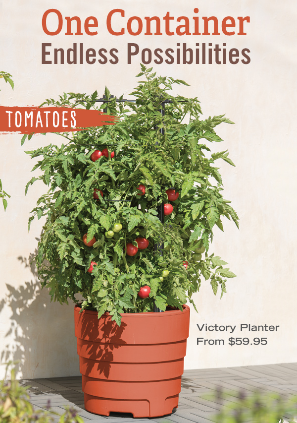 One Container, Endless Possibilities. Pictured: Tomato plant thriving in Victory Planter