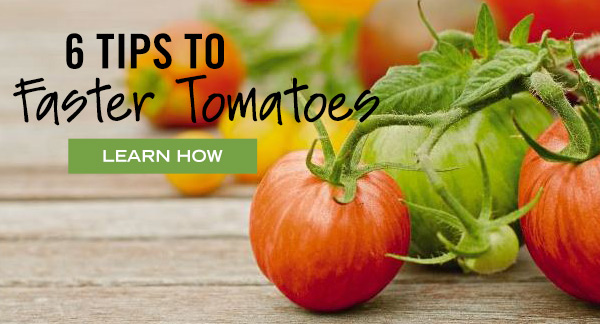 6 Tips to Faster Tomatoes