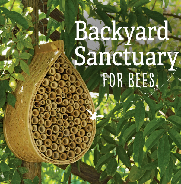 Backyard Sanctuary for Bees