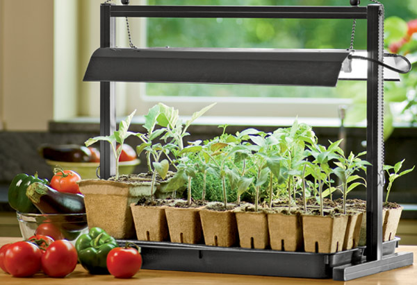 Pictured: Tomatoes growing in pots under a countertop light garden.