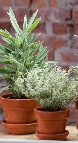 Pictured: Herbs growing in small pots on a counter.