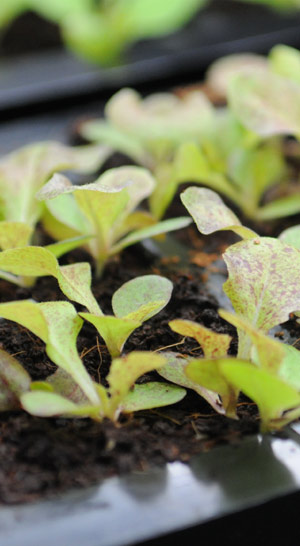 Pictured: Microgreens growing in a seed starting tray