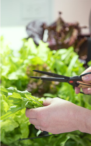 Pictured: Salad greens being harvested from an indoor light garden.