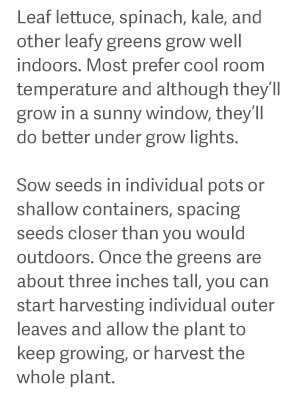 Leaf lettuce, spinach, kale, and other leafy greens grow well indoors. Most prefer cool room temperature and although they’ll grow in a sunny window, they’ll do better under grow lights.