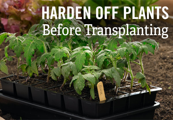 Harden Off Plants Before Transplanting