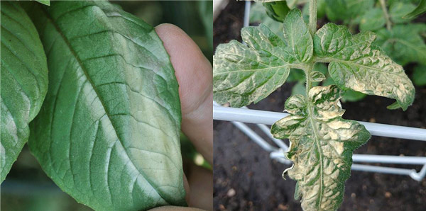 On the left, a basil plant showing sunburn damage. On the right, a tomato plant showing sunburn damage.